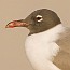 thumbs/IMG_1878.jpg